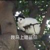 汪蓝天