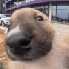 身价5欧元