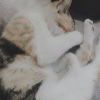 陈述事实