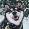 FOX_co