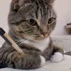 猫与七的邂逅