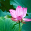 生如夏花_984