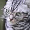 龙猫不是猫嘛