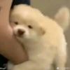 怀楚