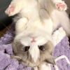 Feathercat