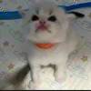 常言道