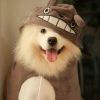 Anson_365