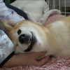 (｡･ω･｡_881