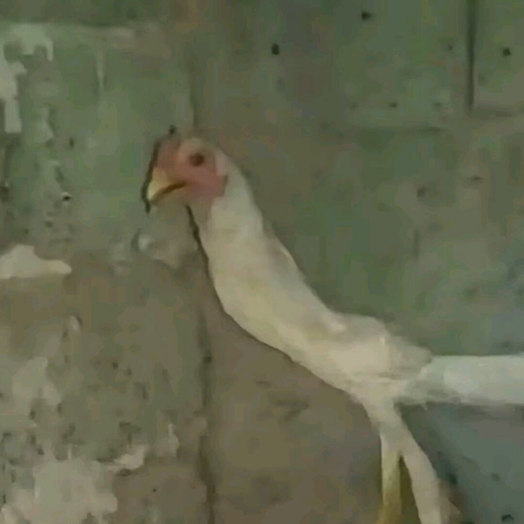 纯废入