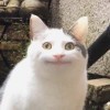 芝士猫猫