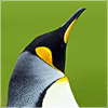 Kevin