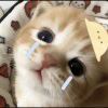 user19841470的头像-iPA资源站