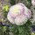 花花世界_46A