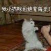 猫某偶