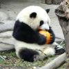 百变怪的头像