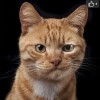 ..猫记..的头像-七玩网