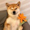 武昌鱼味熊猫