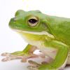 LoliLone