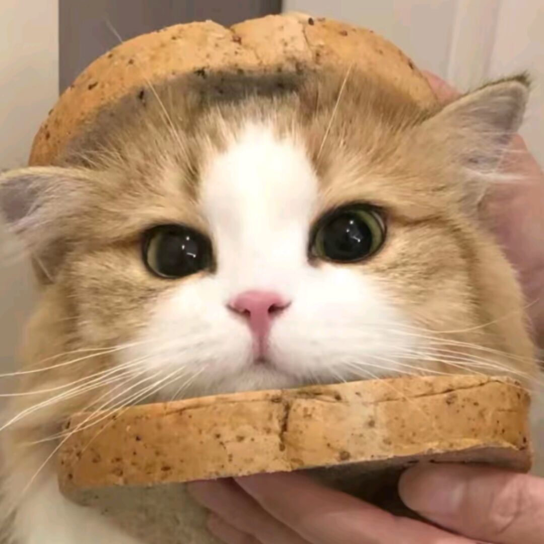 一等星