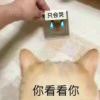 呜哇我是只菜鸡的头像-魔酷网