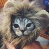 末生人的头像-iPA资源站