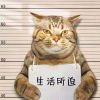 社交恐怖分子