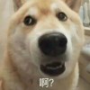 我只是个小丑_301