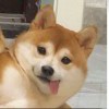 易北