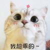 qq980376167的头像-哈基米社区