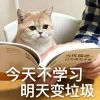 Kevin_WWW的头像 - 游戏网格GameGrid