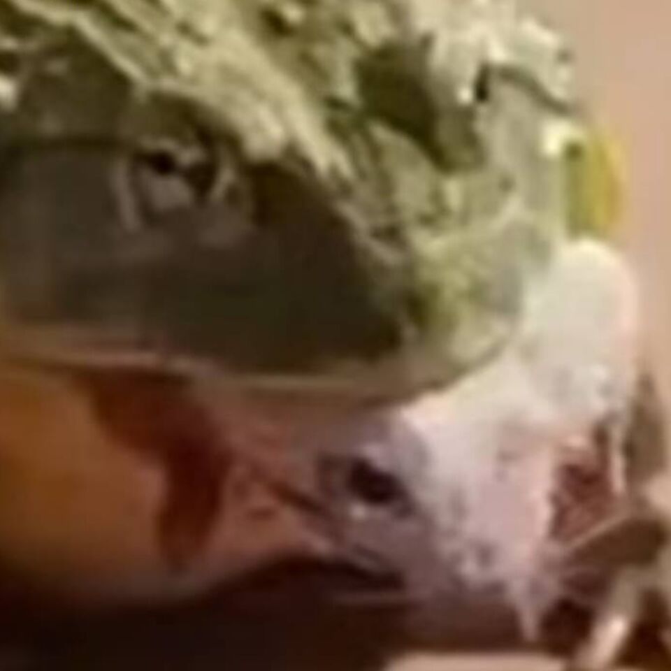 识时务者为俊杰