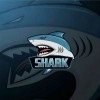 SHARK -主号🦈的头像阿若云创-源码分享-免费源码分享-站长交流阿若云创