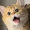 鸥黄