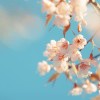 桜_641
