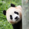 半夏微凉半夏伤的头像-博士钣金 - www.bsbanjin.com