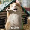 孤行