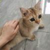 教える的头像-iPA资源站