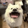 xce14的头像-FiveM插件网