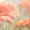 ·°Ｓα,.
