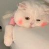 圆圆的脑袋