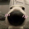 不乖的玥玥