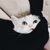 Xzzz的头像-WordPress主题模板-zibll子比主题