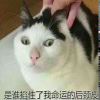 风中凌乱的Mr翟