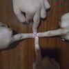 我是你霸的霸