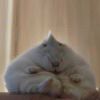 (ﾟ∀。)
