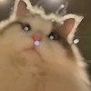 Leavis的头像-【TITAIKE】T太科网