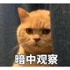用户56075322的头像-iPA资源站