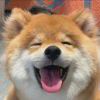 张鱼小丸子