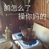 小羗快跑的头像-iPA资源站