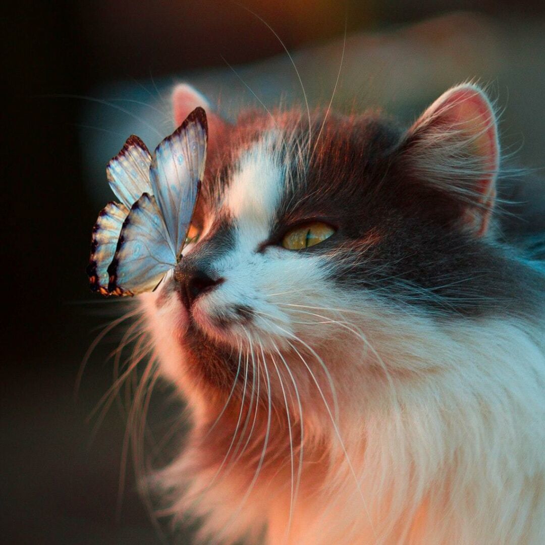 迷榖不迷谷头像